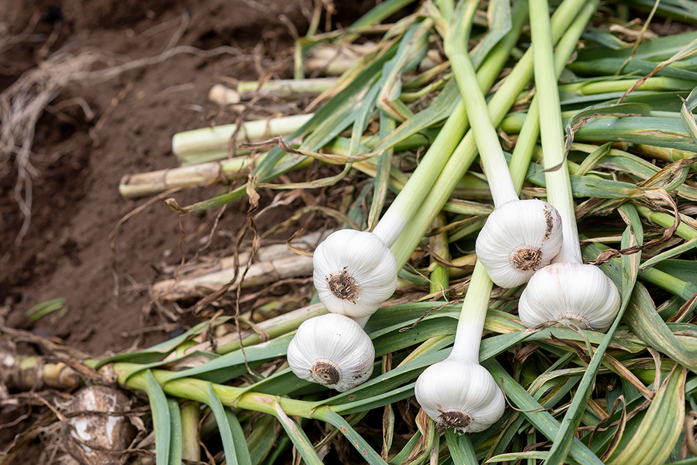 国産にんにく