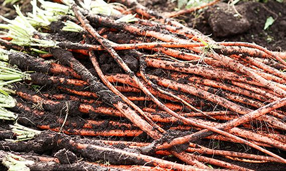 菊池まるごと市場 水の恵みをまるごと