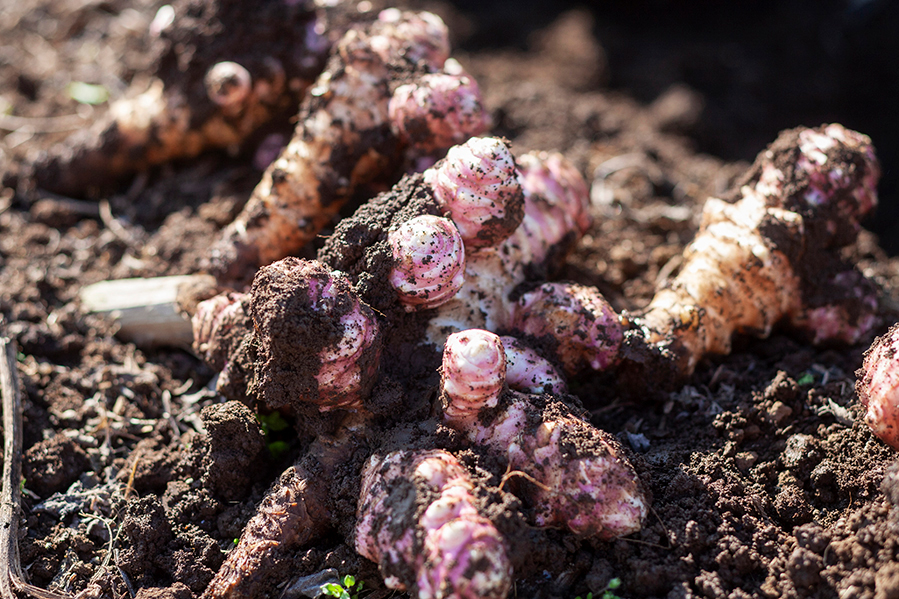 天然のインシュリン菊芋