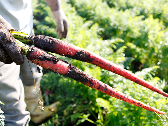 熊本県産野菜セット