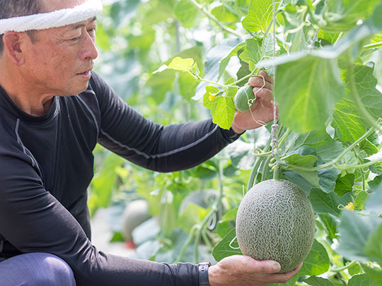熊本県産メロン