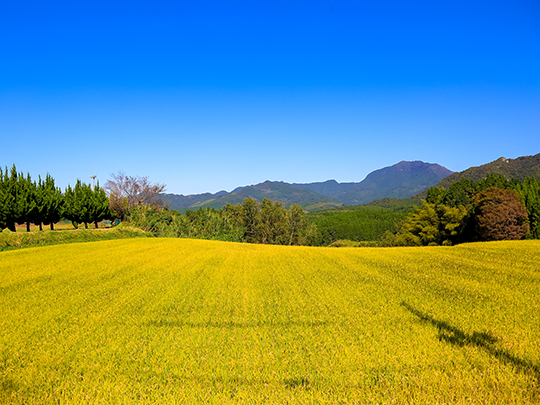 野菜とお米のセット