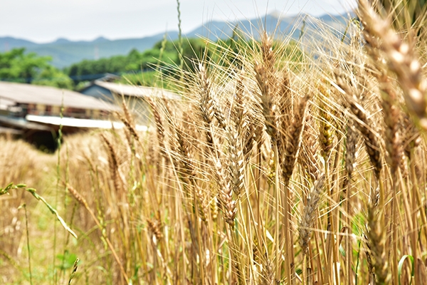 有機JASの小麦粉