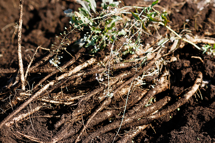 無農薬乾燥ごぼう