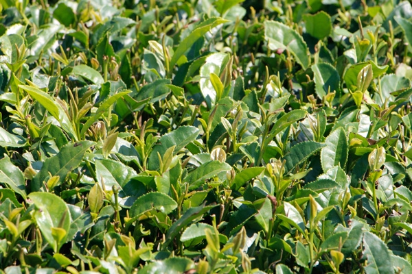 農薬を使用しないお茶