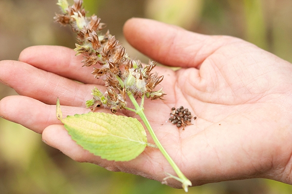 熊本県産えごま油