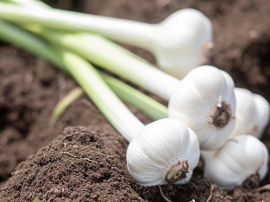 岩根さんのにんにく600g