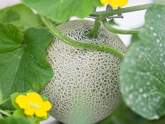 アールス（マスク）メロン1玉