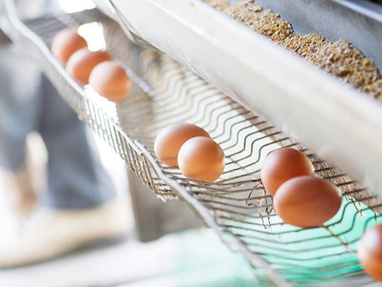 さっさ養鶏所の七城たまご10個入り