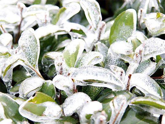 お茶のナカヤマ さえみどり100g