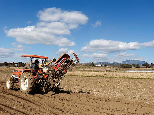 村上さんの乾燥ごぼう30g