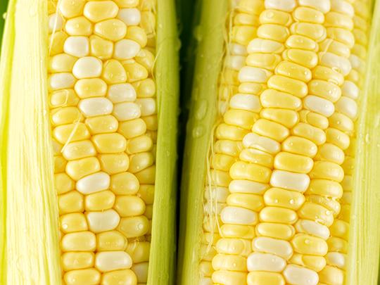 【予約】ドルチェドリーム8本入り