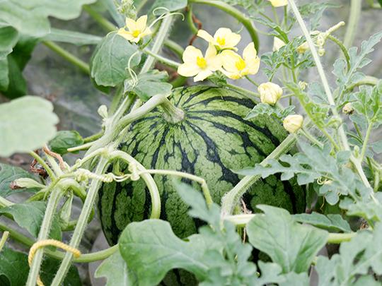 【予約】熊本県産小玉スイカ1玉