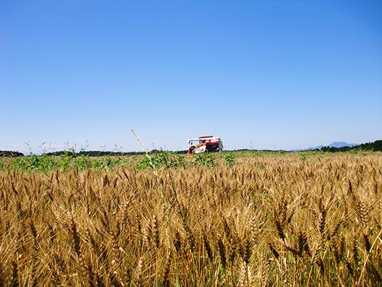 ろのわの有機米ヌカ200g