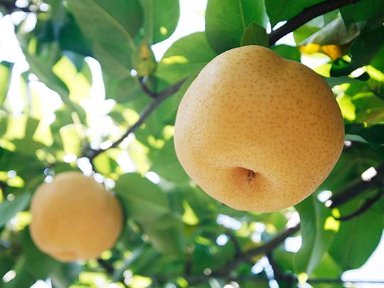 熊本県産の梨 2～3玉(袋入り)