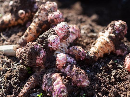 きくちピクルス菊芋250g大瓶