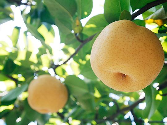 無添加ドライフルーツ梨30g