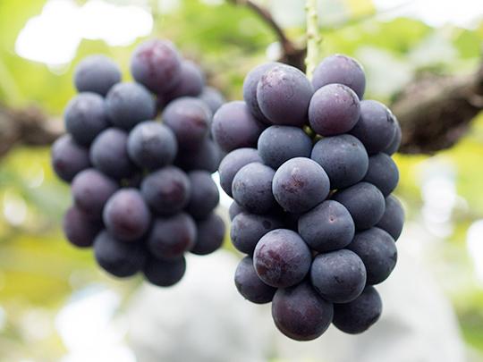 無添加ドライフルーツぶどう30g