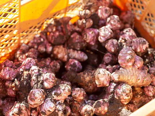 ★定期★きくちのきくいもタブレット50g（250粒）