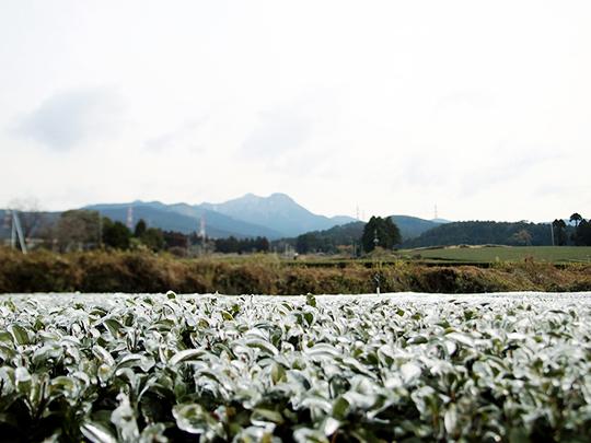 お茶のナカヤマ さえみどり100g