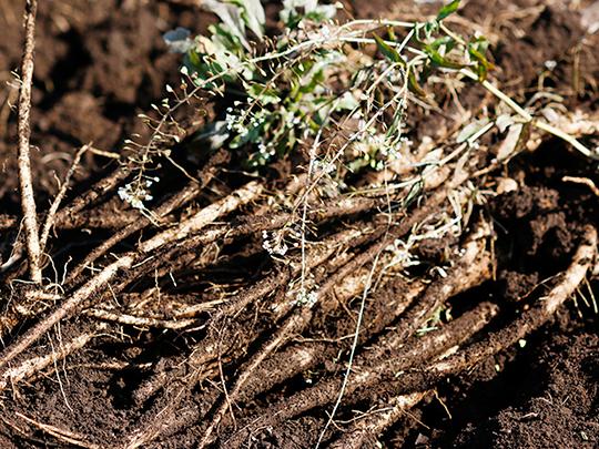 村上さんの乾燥ごぼう30g