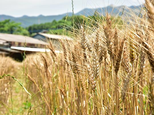 ろのわの有機米ヌカ200g