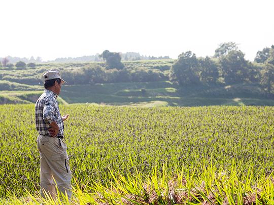 きくち古代米四穀1kg