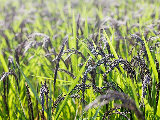 きくち古代穀八穀500g