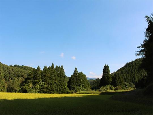 発芽玄米 食べる甘酒