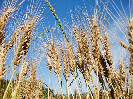 ろのわの有機小麦粉400g（ミナミノカオリ 強力粉）