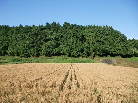ろのわの有機焙煎玄米粉300g