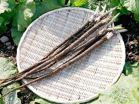水田ごぼうと鶏飯の具３合分
