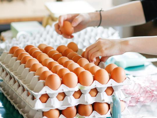 さっさ養鶏所の七城たまご10個入り
