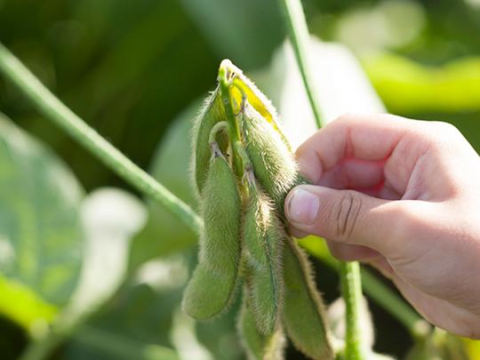 泗水の赤大豆座禅豆レトルト
