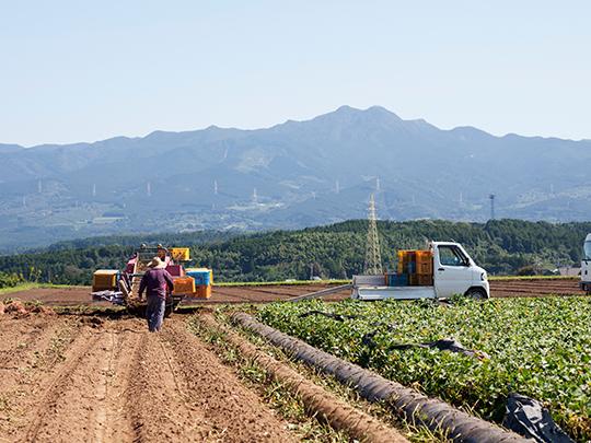 泗水のさつま芋グラッセ