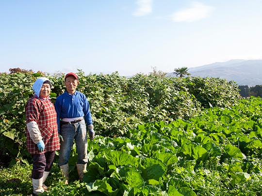 きくちピクルス菊芋250g大瓶