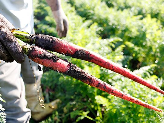 ピクルス野菜ミックス袋入