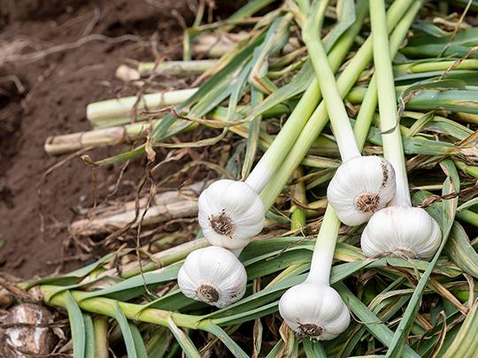 岩根さんのにんにく600g