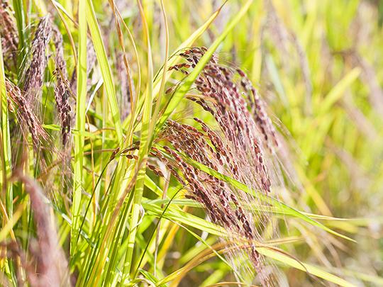 きくち古代米四穀1kg