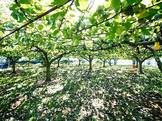 熊本県産の梨 2～3玉(袋入り)