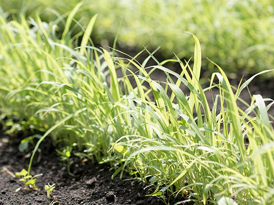 ろのわの有機小麦粉400g（ミナミノカオリ 強力粉）