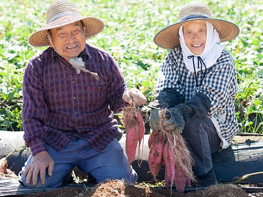 泗水のさつま芋グラッセ