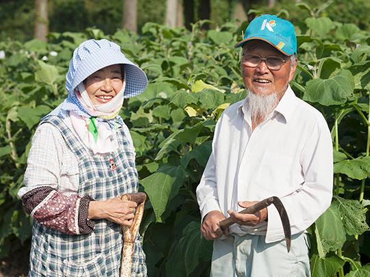 きくちの菊芋茶（ティーバッグ）2g×10包