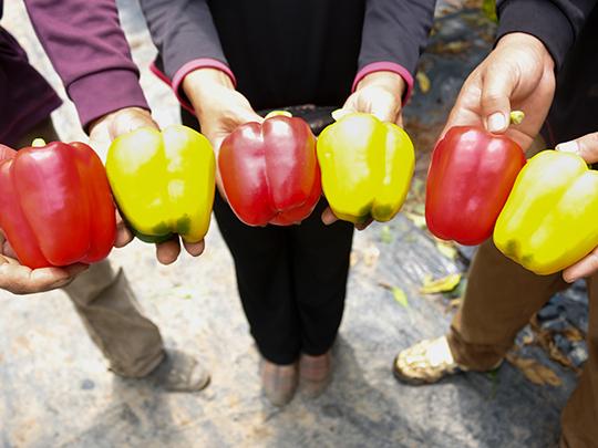 国産肉厚パプリカ大(赤5黄5)