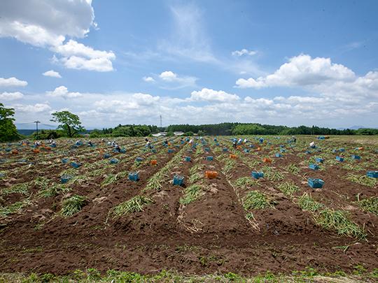 岩根さんのにんにく600g