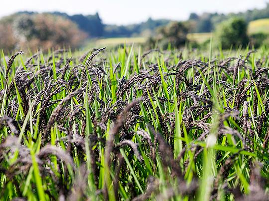 きくち古代米四穀1kg