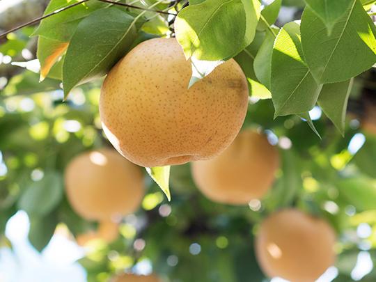 熊本県産の梨 2～3玉(袋入り)