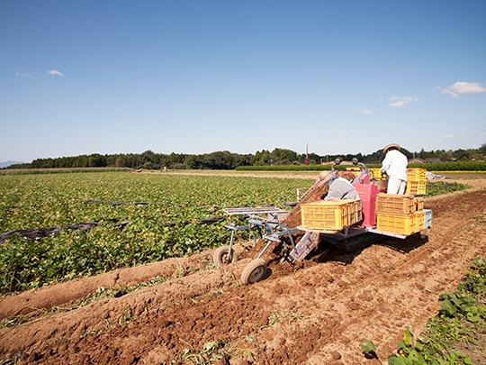 泗水のさつま芋グラッセ