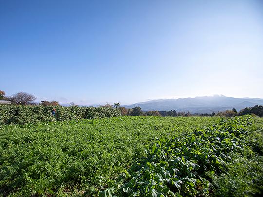 きくちのきくいもＴＥＡ（ティーバッグ）2g×10包