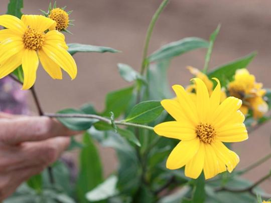 ★定期★きくちのきくいもチップス40g×3
